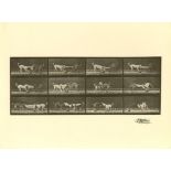 EADWEARD MUYBRIDGE [d'apres] - Dogs Fighting - Original photogravure
