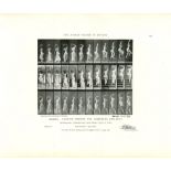 EADWEARD MUYBRIDGE - Woman: Turning around and Ascending Stairway - Original photomezzotint & let...