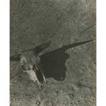 ARTHUR ROTHSTEIN - Skull of Steer, Badlands, South Dakota - Original vintage photoengraving