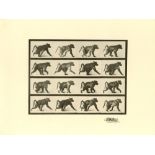 EADWEARD MUYBRIDGE [d'apres] - Baboon Walking - Original photogravure