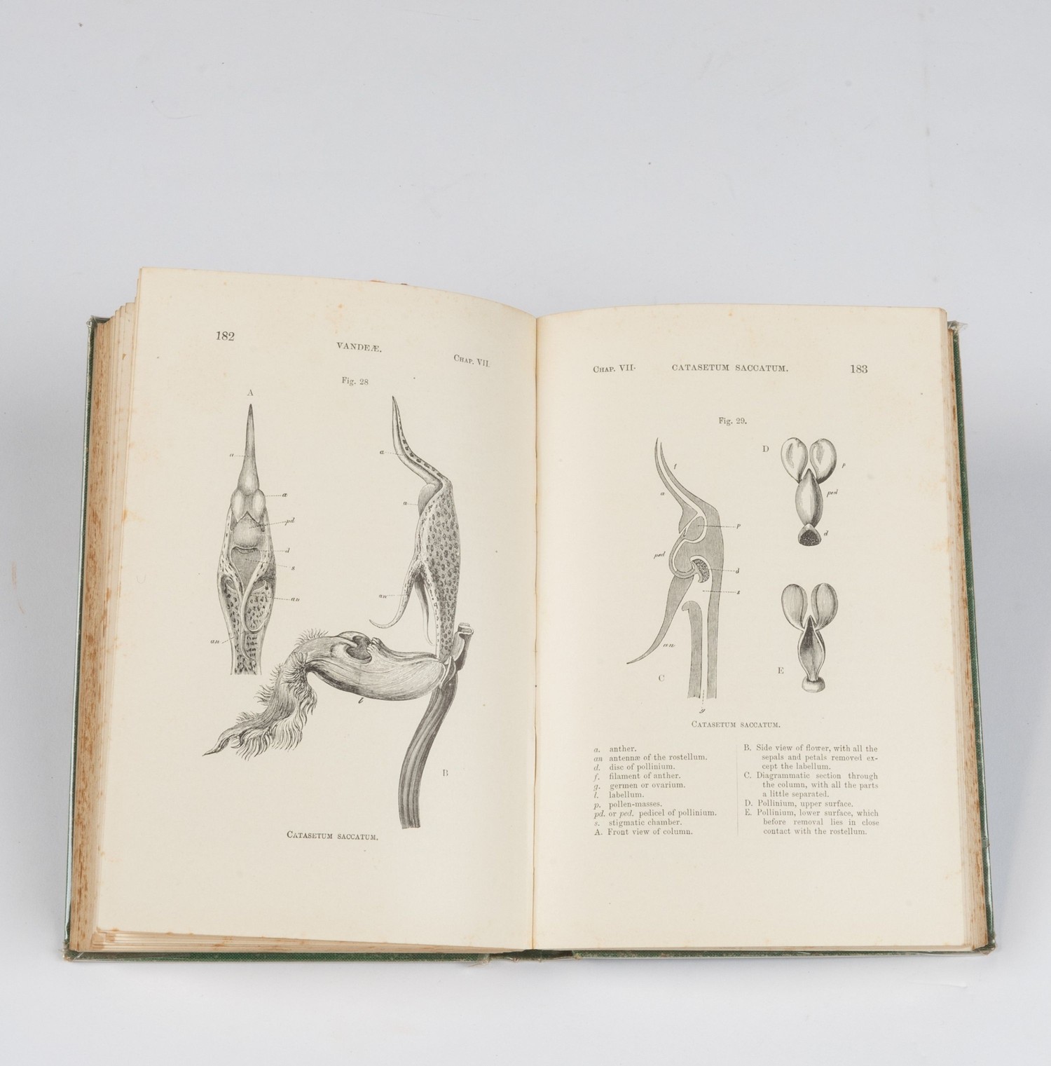 Charles Darwin - FERTILISATION OF ORCHIDS - Bild 2 aus 3