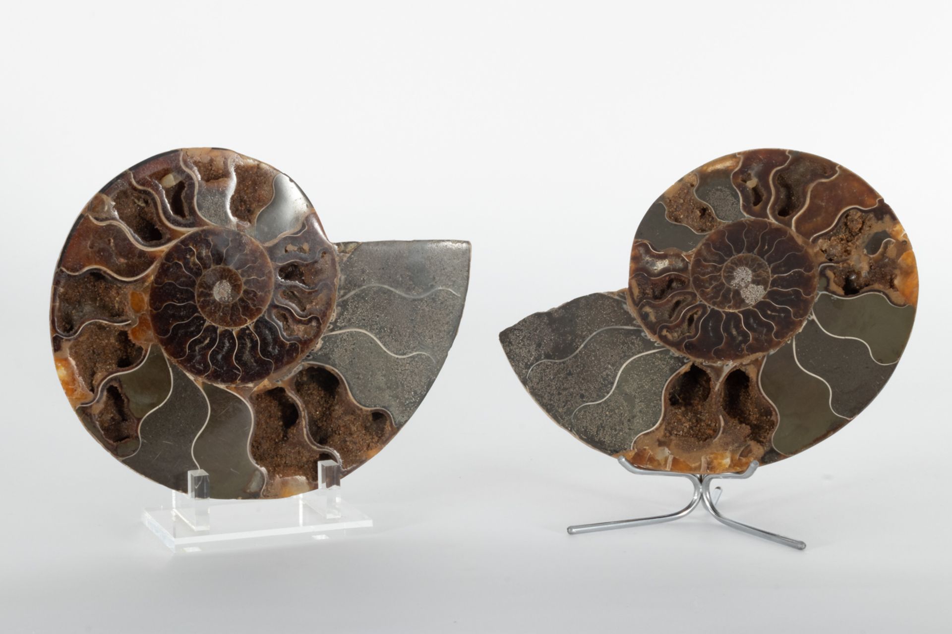 Two ammonite fossils. 