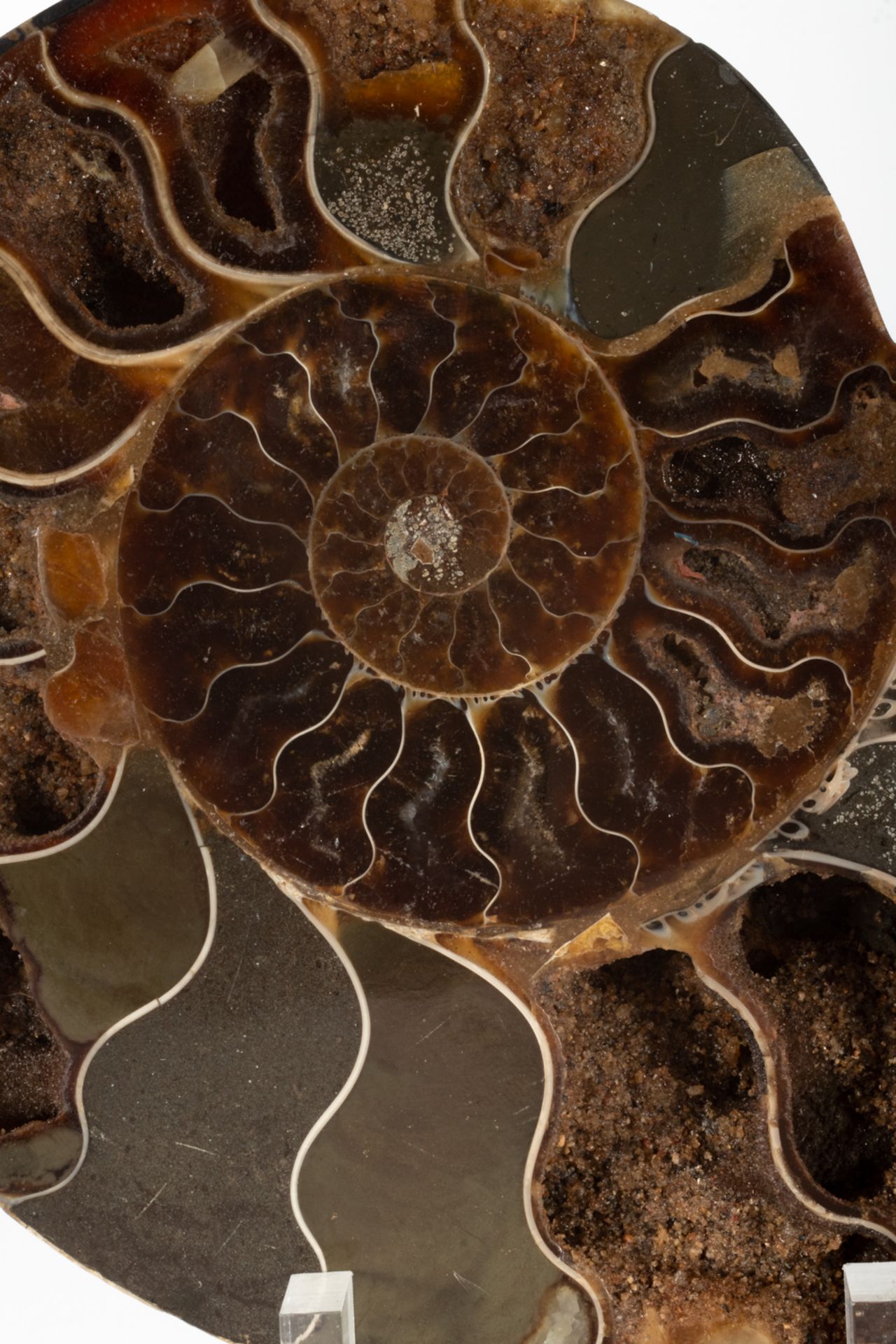 Two ammonite fossils.  - Bild 3 aus 6