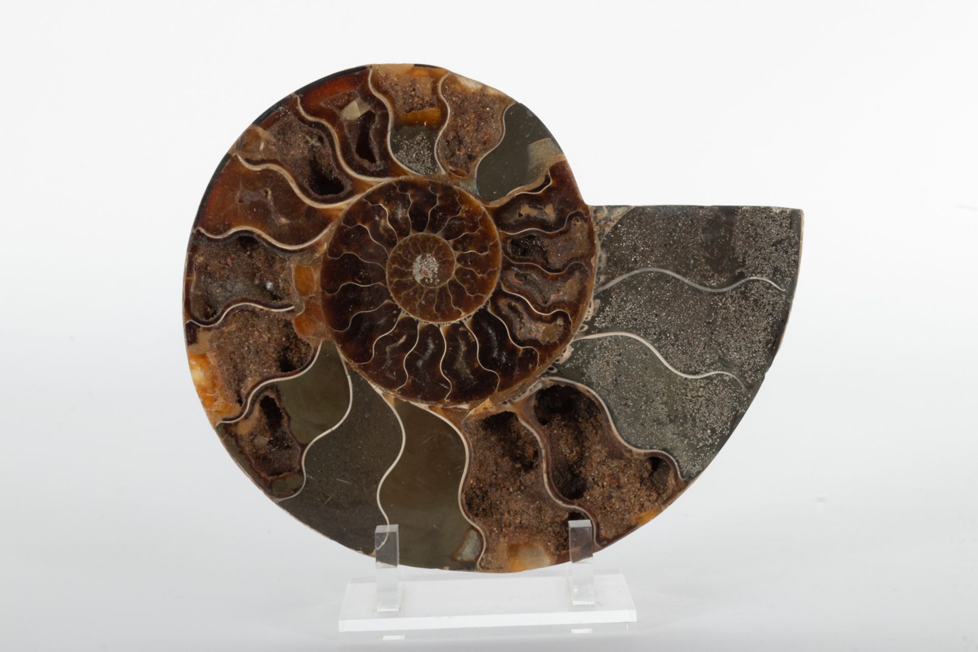 Two ammonite fossils.  - Bild 2 aus 6