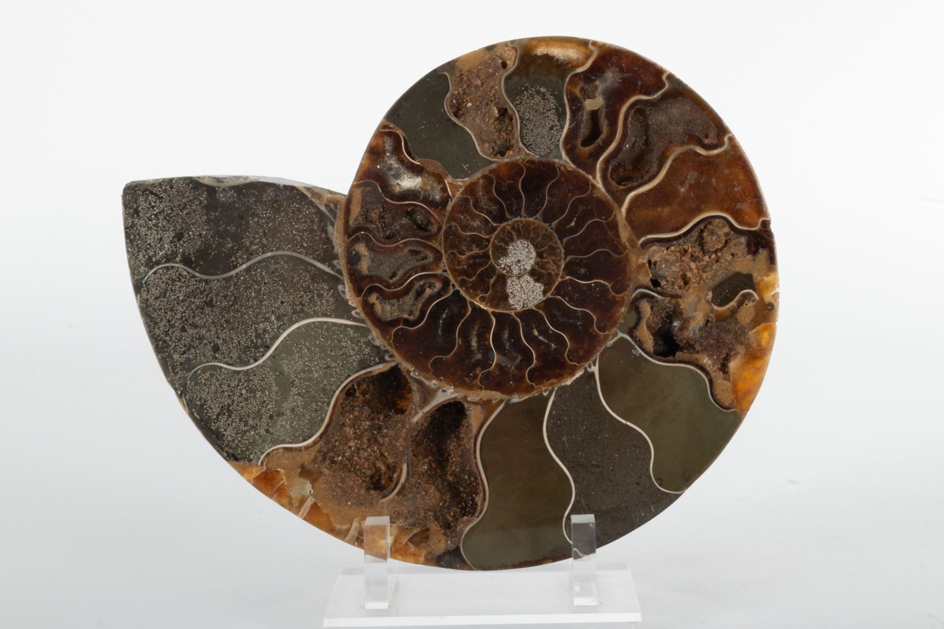 Two ammonite fossils.  - Bild 6 aus 6