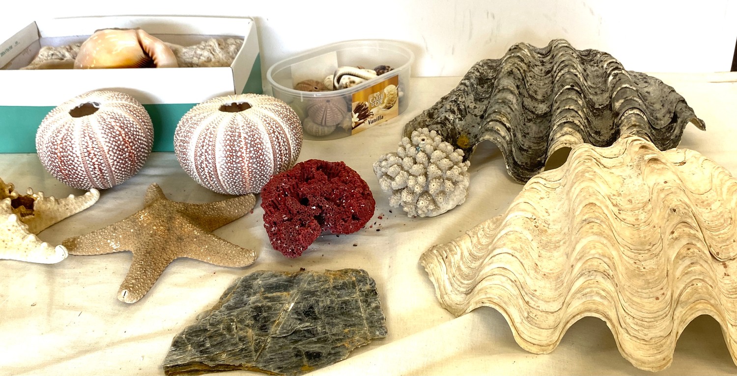 Selection of shells, coral, sea urchins and starfish