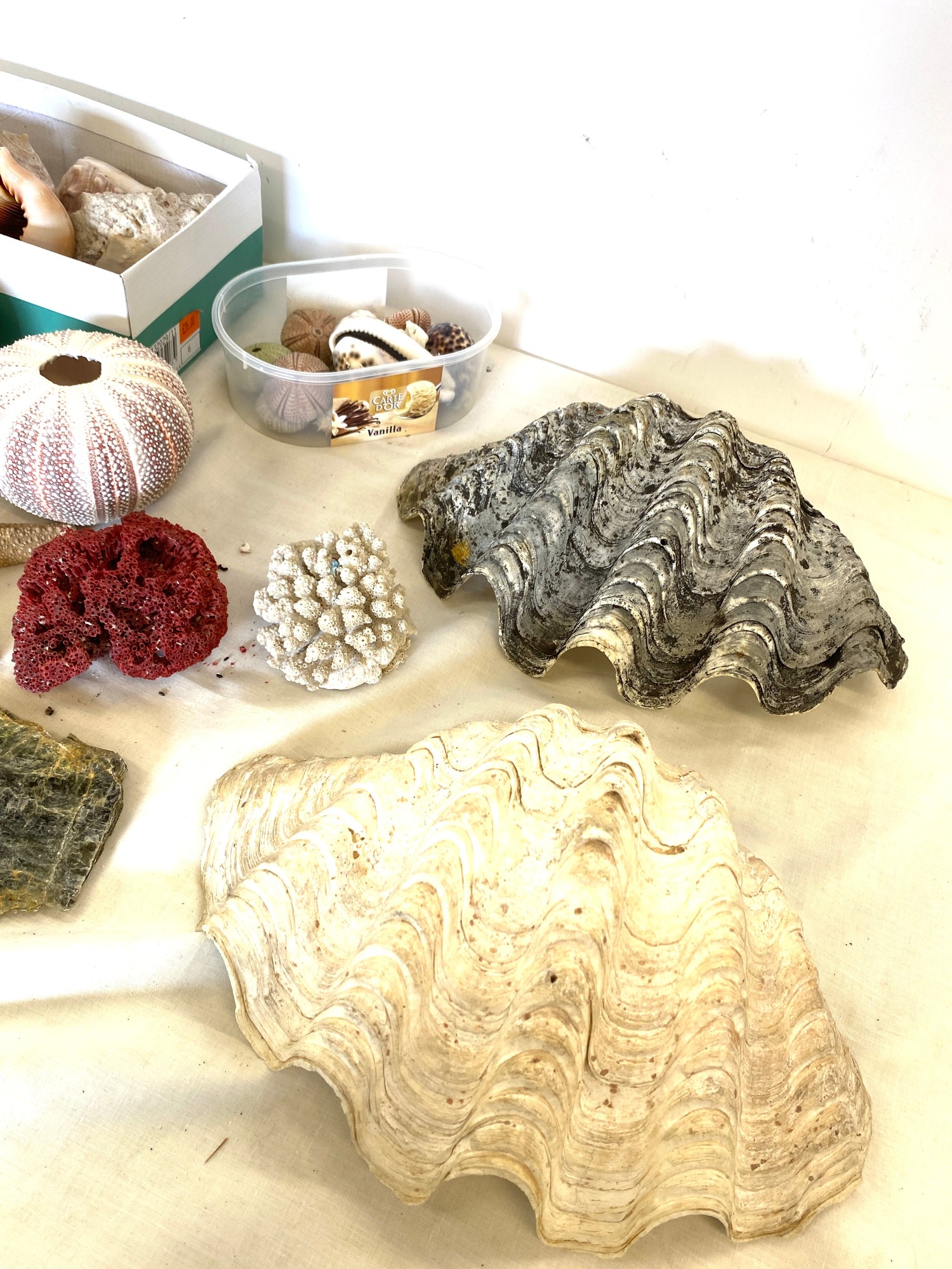 Selection of shells, coral, sea urchins and starfish - Image 4 of 4