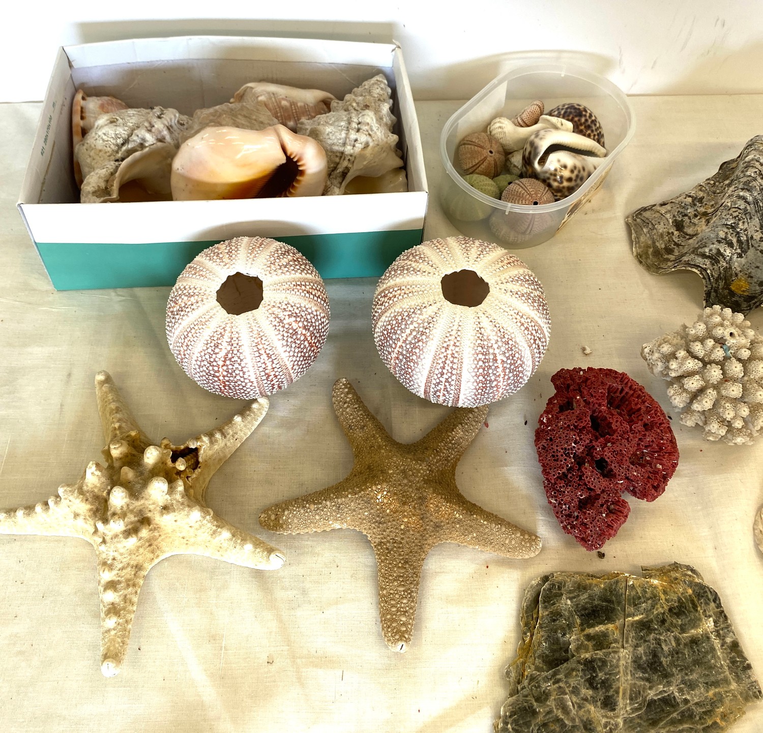 Selection of shells, coral, sea urchins and starfish - Image 2 of 4