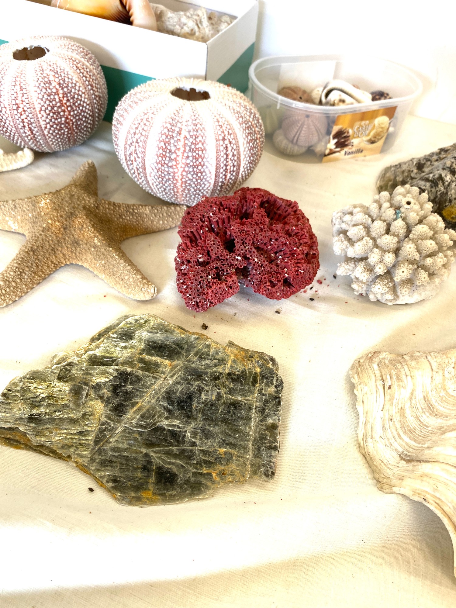 Selection of shells, coral, sea urchins and starfish - Image 3 of 4