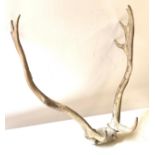 Set of antlers, overall height 20 inches, Width 20 inches