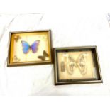 2 Framed butterfly taxidermies measures approx 12: wide 10" tall