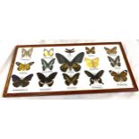 Framed butterfly taxidermy measures approx 21" wide 10" tall