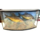 Cased antique Taxidermy of 2 bream fish