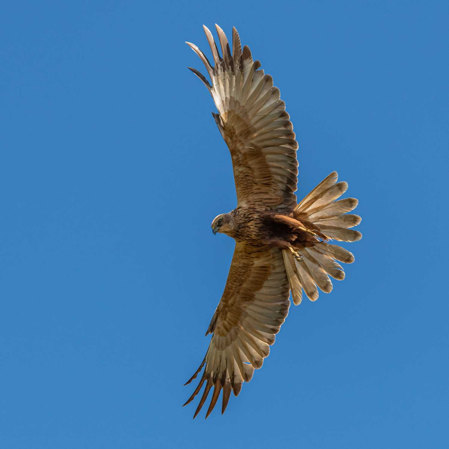 Guided birdwatching at Lakenheath Fen,