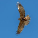 Guided birdwatching at Lakenheath Fen,