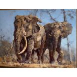 ​James Stroud, oil on canvas. Entitled “Big Tuskers.73 cm x 98 cm. in a large gilt plaster frame.