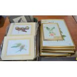 A large quantity of framed and unframed prints of flowers, birds etc