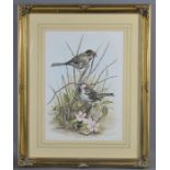 Richard Toon (20th century): ornithological study, watercolour. 34cm by 24cm