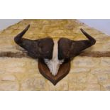 A pair of buffalo horns, raised on an oak plaque.