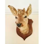 A taxidermi deer head mounted onto an oak shield form plinth.