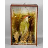 A taxidermy cased green woodpecker, in a naturalistic setting of grass and fauna, with glass fronted