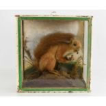 A Taxidermy cased red squirrel circa 1900, eating an acorn on a mossy ground, in glass case, 28 by