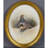 JAS Stinton, two grouse, watercolour, signed, within an oval frame, 10ins diameter.