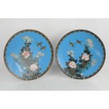 A pair of Japanese cloisonne chargers depicting flowers and birds, turquoise base31cm diameter
