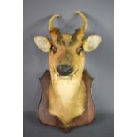 A taxidermi deer head, mounted onto a shield form back, 44cm high.