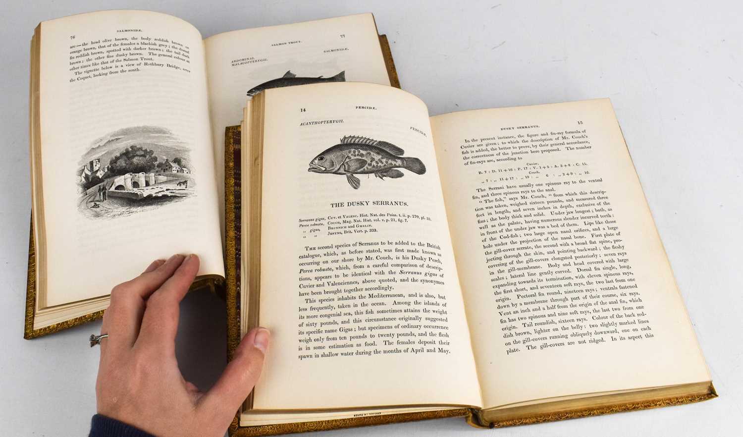 A History of British Fishes, by William Yarrell, illustrated by 500 wood engravings, in two volumes,