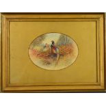 A 19th century watercolour by James Stinton, depicting pheasants in an oval landscape, signed JAS