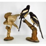 Taxidermy: a pair of magpies and a hawk, both on naturalistic bases, the tallest 50cm high.