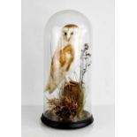 A Victorian taxidermy barn owl, on a naturallistic base, with glass dome and ebonised base, 51cm