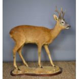 A taxidermy red deer, raised on a naturalistic base and a wooden plinth, 104cm high.