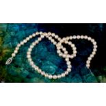 A string of eighty two cultured pearls, of similar sized squat form, each between 5 and 6mm