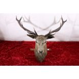 Taxidermy stags head with thirteen point antlers, 104cm at widest.