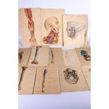 23 anatomical ink and watercolour drawings including Skull, Ulna, Tibia, Peritoneum, Innominatum,