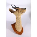 Taxidermy gazelle bust mounted on oak shield bearing plaque "Army & Navy Naturalist Department",