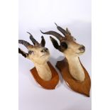 Two taxidermy gazelle busts mounted on oak shields, both with paper labels "Shot by Maj D J