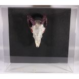 ELAINE FORREST, Swarovski crystal covered sheep skull in Perspex box mount, 56cm x 61cm