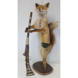Taxidermy figure of a red fox styled as a hunter standing on hind legs with felt cartridge belt,
