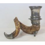Large ram's horn snuff mull with pewter mounts, lacking cover, 30cm long, 24cm high.