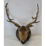Edwardian taxidermy head of a fallow deer, mounted on later mahogany plinth. The antlers 59cm wide.