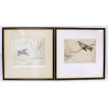 George Vernon Stokes (1873-1954)  - a coloured etching of a Kingfisher in flight, signed in