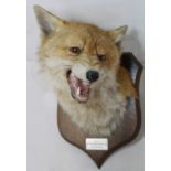 Peter Spicer & Sons taxidermy head of a fox looking right, mounted on shield shaped oak plinth back,