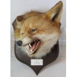 Peter Spicer & Sons taxidermy head of a fox looking left, mounted on shield shaped oak plinth