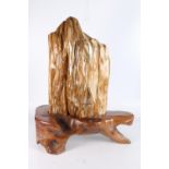 Taxidermy and Natural History, a petrified tree trunk section, polished and displayed a rustic