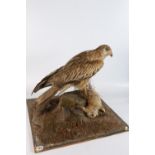 Taxidermy and Natural History, an antique bird and rabbit group, possibly a red kite (Milvus