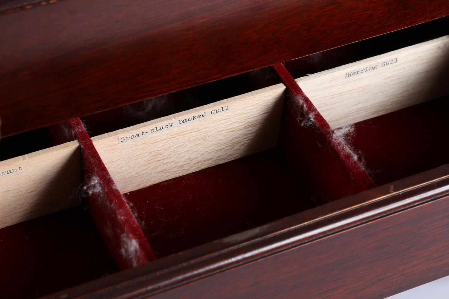 Mahogany hinge top five drawer birds egg specimen cabinet, 43cm tall - Image 4 of 4