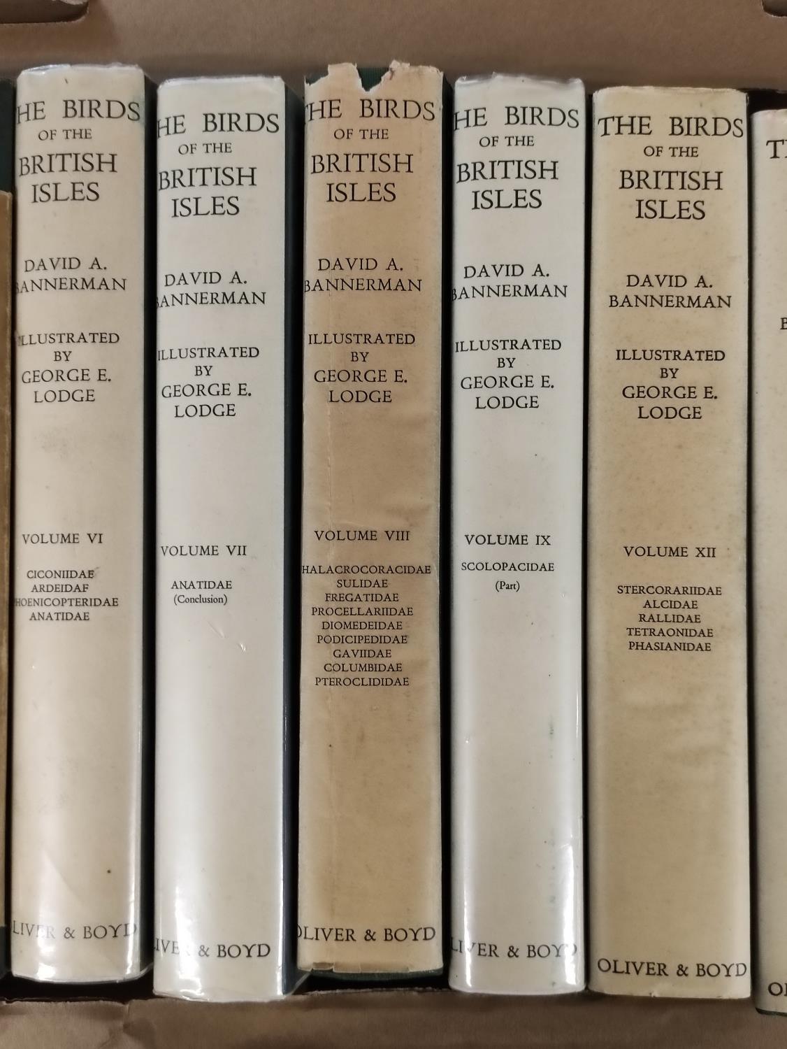 BANNERMAN D. A. & LODGE G. E.  The Birds of the British Isles. The set of 12 vols. Very many col. - Image 3 of 9